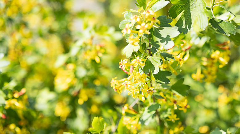 Yellow clove currant flowers up-close