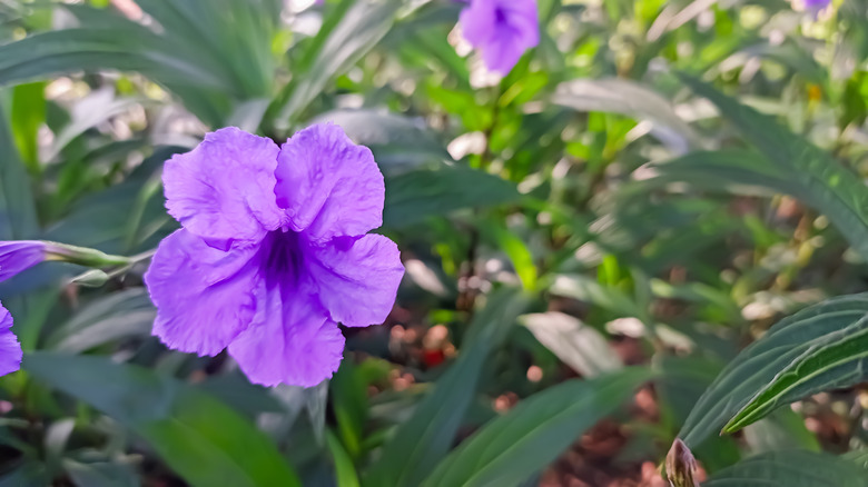 A close up of Mexican petunia flowering in a garden