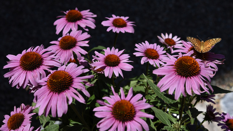 A butterfly perched on a thriving coneflower plant