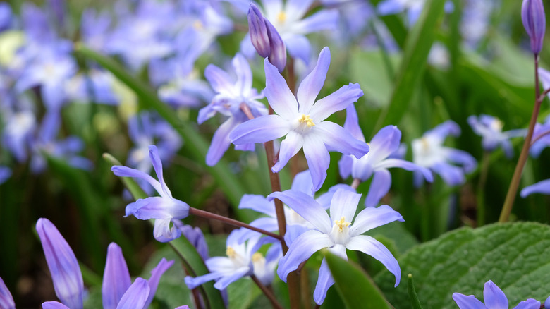 Purple lucile's glory of the snow growing in a cluster