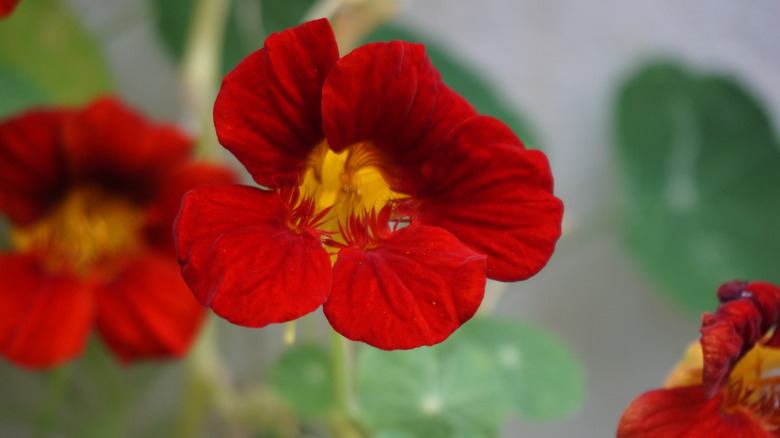 closeup on Empress of India flower