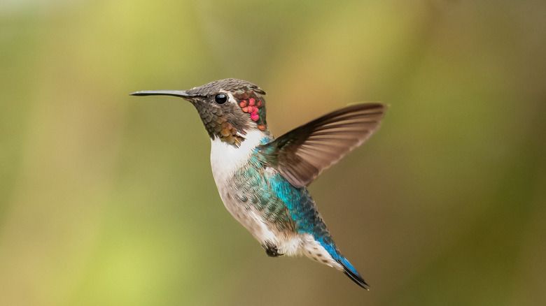 hummingbird flying through the air