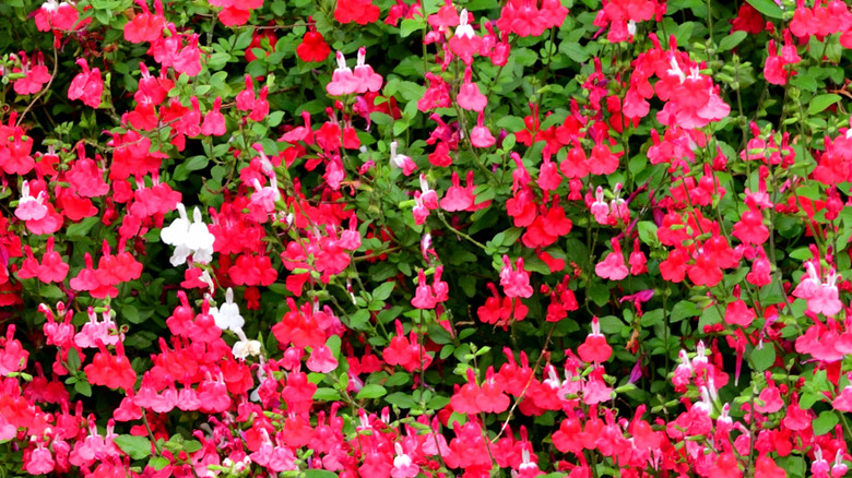 hot lips salvia plant in full bloom