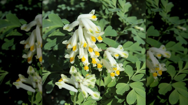 Closeup of the fascinating white corydalis blooms
