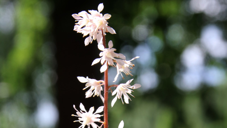 White flowers of 'Quicksilver' foamy bells
