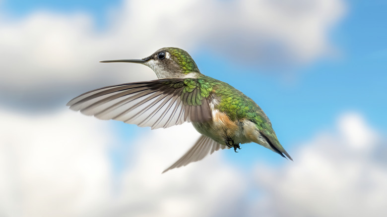Female ruby throated hummingbird flying against a blue sky