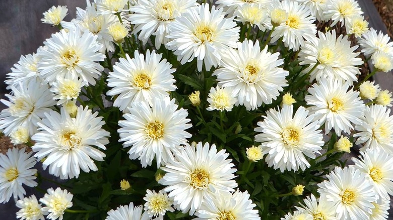 big, beautiful flowers of 'Mt. Hood' Shasta daisy