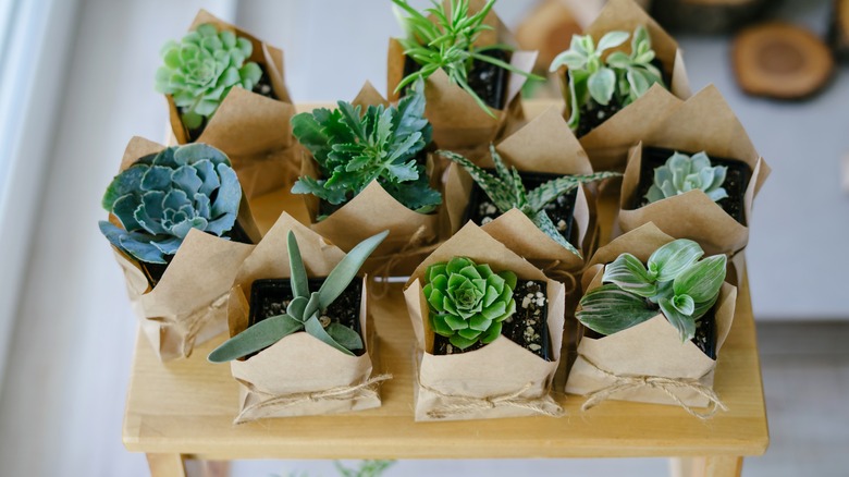 succulents in paper bags