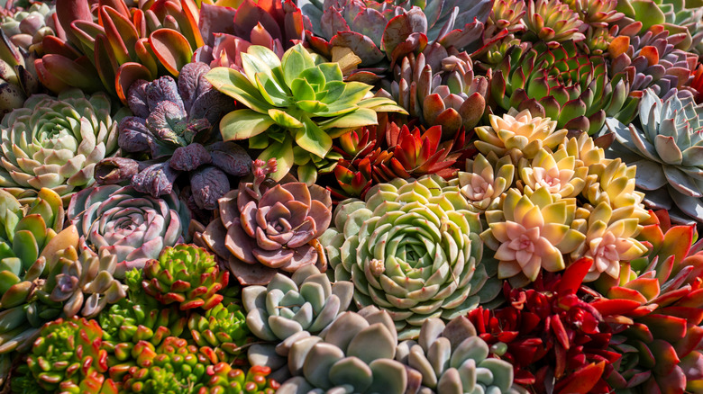 Succulents growing together