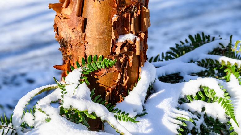The base of a paperbark maple tree covered with snow
