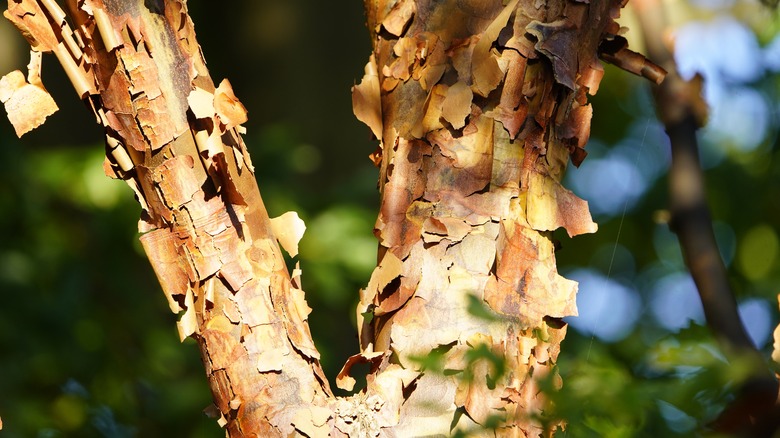Peeling bark on the branches of a paperbark maple tree