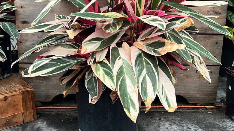 A 'Triostar' stromanthe in a black pot sits on a concrete patio next to a wooden planter box.