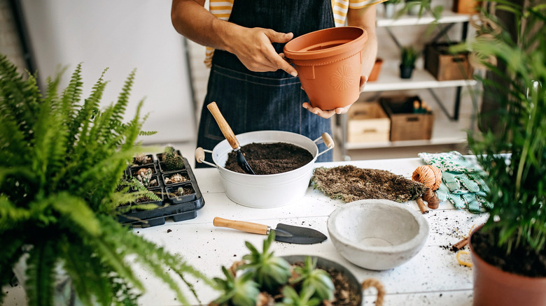 A person planting various houseplants in containers indoors.
