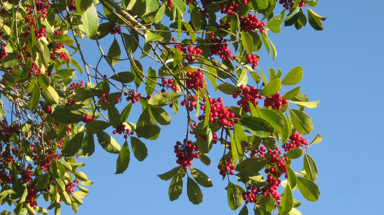 Dahoon holly bush with red berries