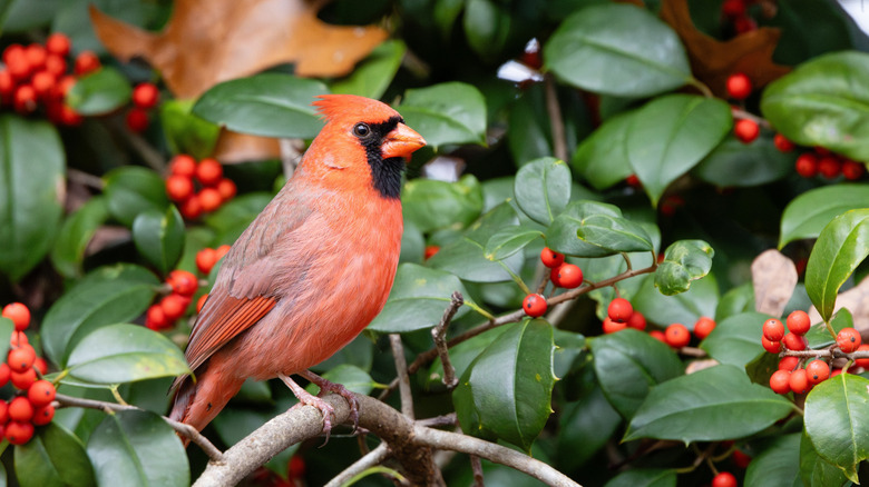 A male cardinal sits in a holly bush