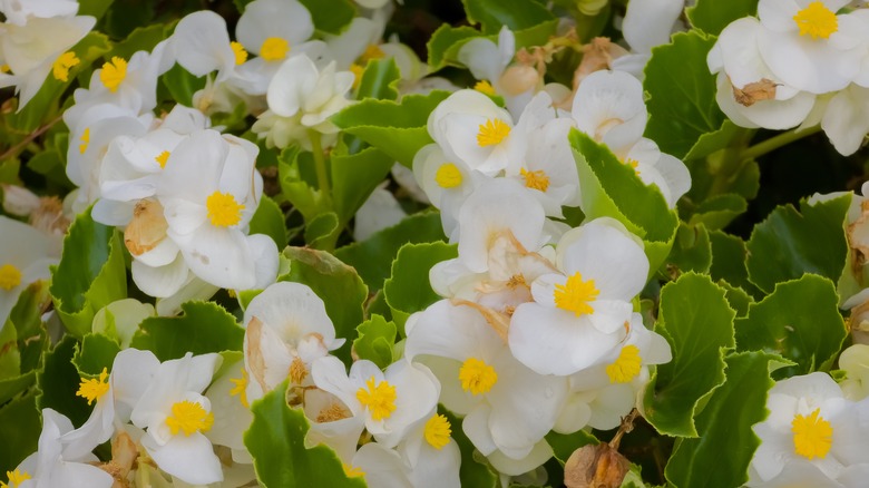 close up of white begonias in bloom with brightyellow centers and bright green leaves
