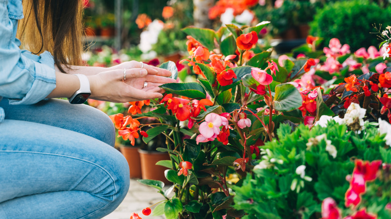 Woman looking at a variety of begonia flowers