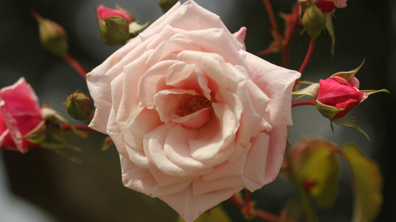 Close up of light pink 'New Dawn' rose flowers