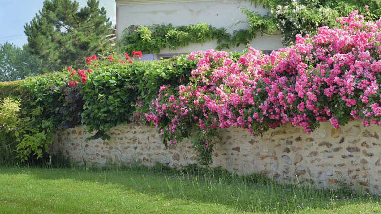 Stone wall covered with pink climbing roses