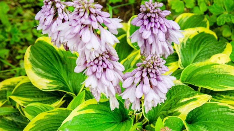Growing hosta 'golden tiara' with pale purple blooms.