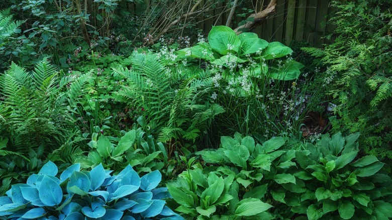 Hostas growing in shaded area.