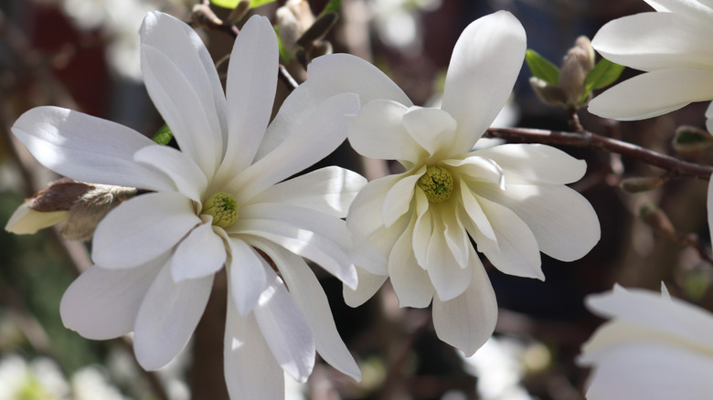 Close-up view of a star magnolia flower