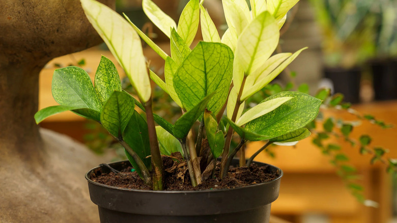leaves of Chameleon ZZ Plant