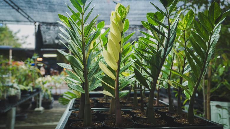 a few Green and yellow ZZ plants in nursery plastic pots.