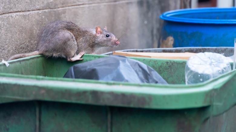 rat on outdoor trash can