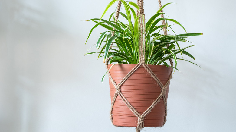 plant in a macrame hanger