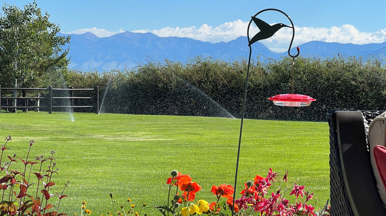 Hummingbird feeder in sun