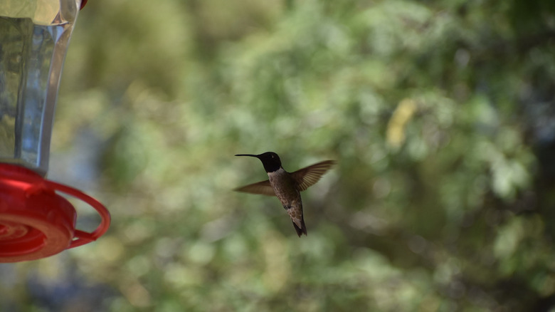 Hummingbird midflight enroute to a feeder