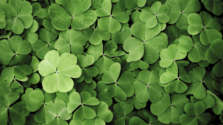 four-leaf clovers