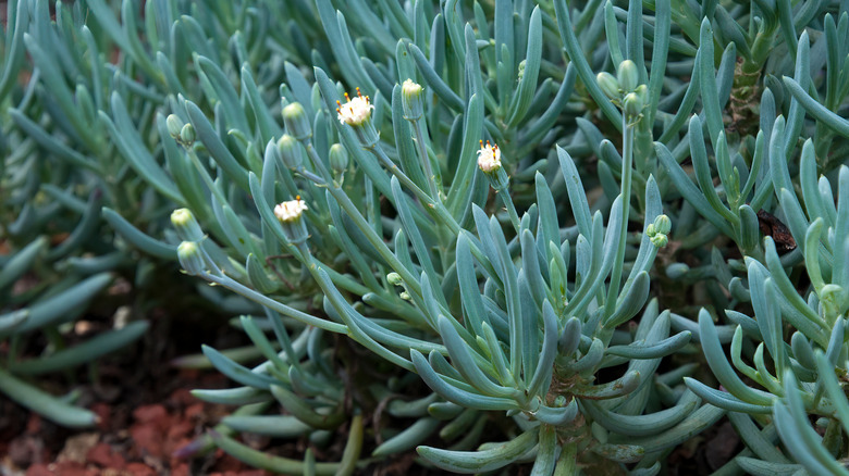 blue chalkstick plants