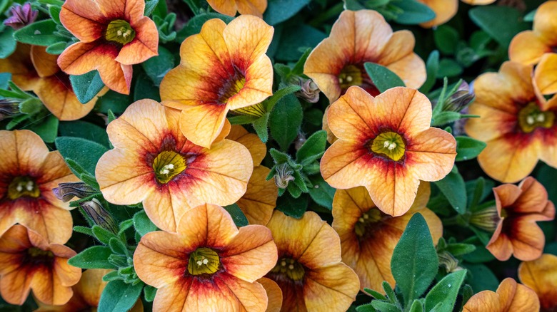 Bronze colored calibrachoa flowers bloom.