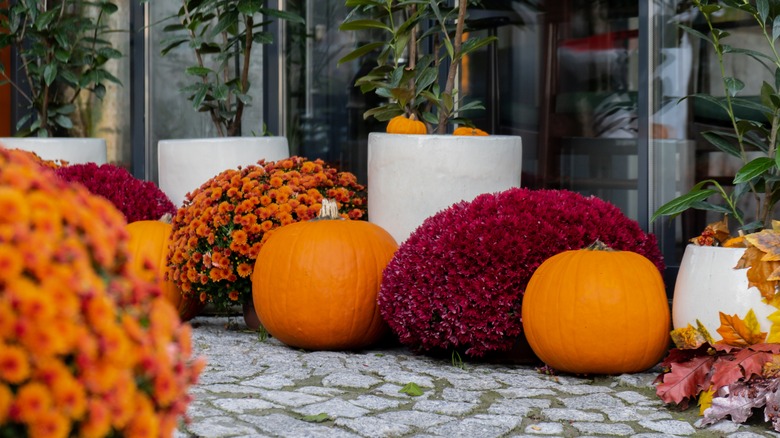 A garden is ready for autumn with decorative pumpkins and autumn flowers.