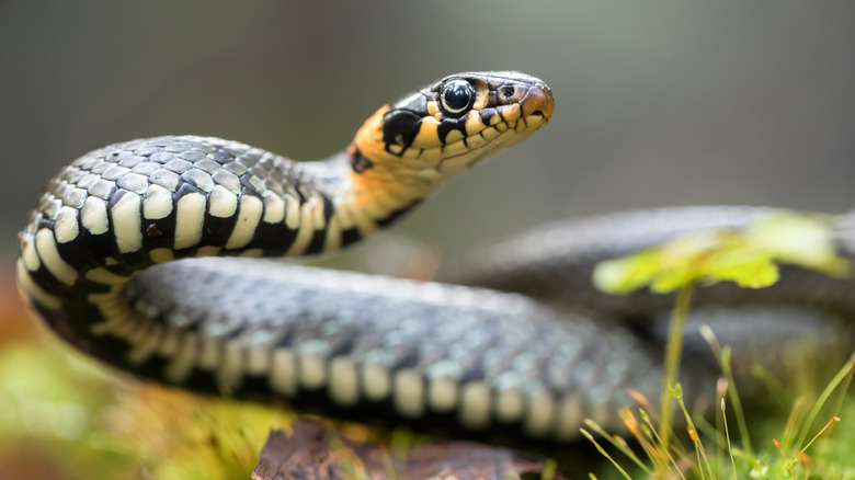 Snake closeup