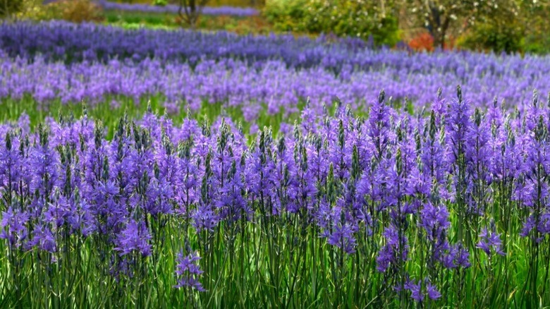 A field filled with hundreds of large camas.