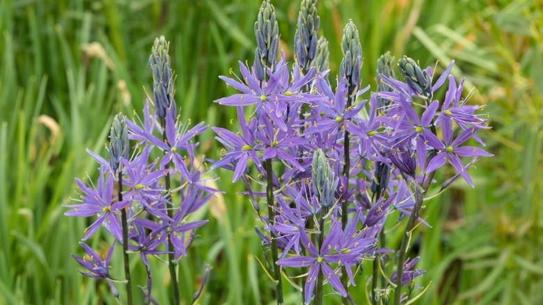Large camas flowering in a meadow.