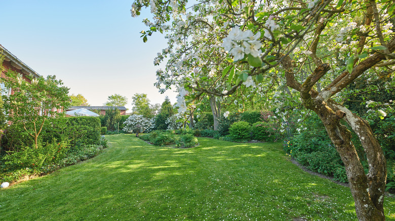 Green lawn with bushes and trees