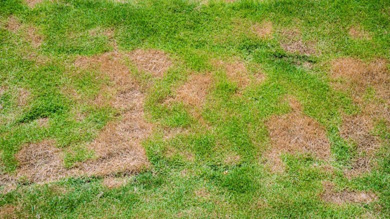 Brown patches in grass