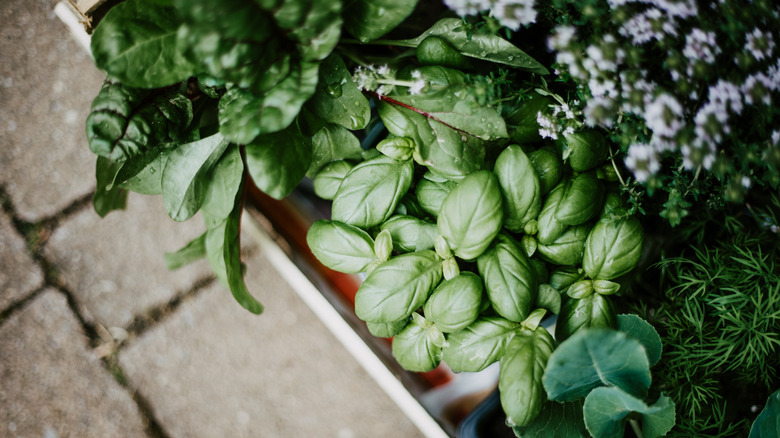 Herb garden with lots of leaves next to a paver walkway