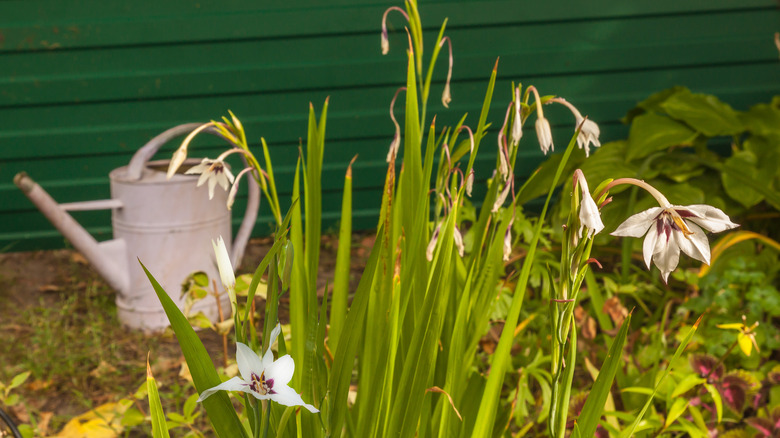 watering can next to peacock orchid