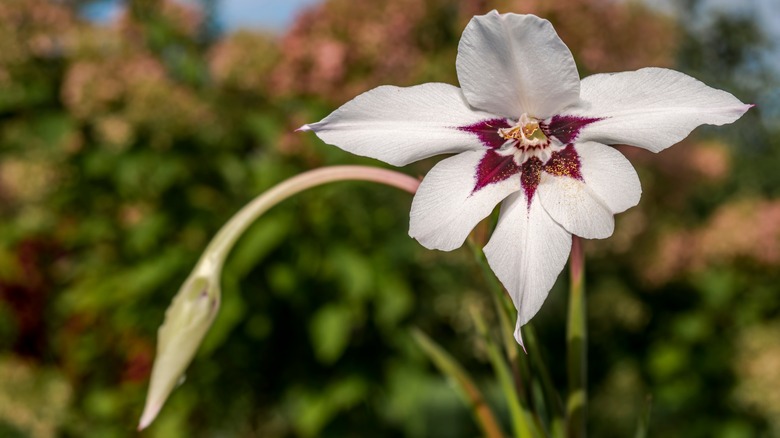 close-up of peacock orchid