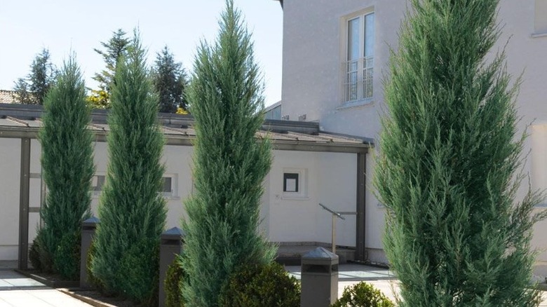 Four 'Skyrocket' junipers planted along the driveway of a house