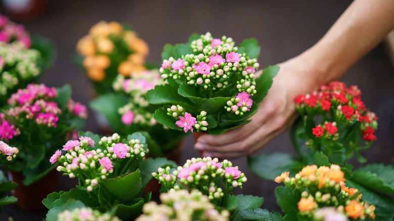 A selection of small Kalanchoe blossfeldiana container plants  in a florist shop