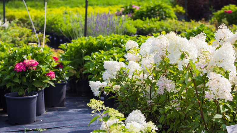 Hydrangeas and other plants at a garden center