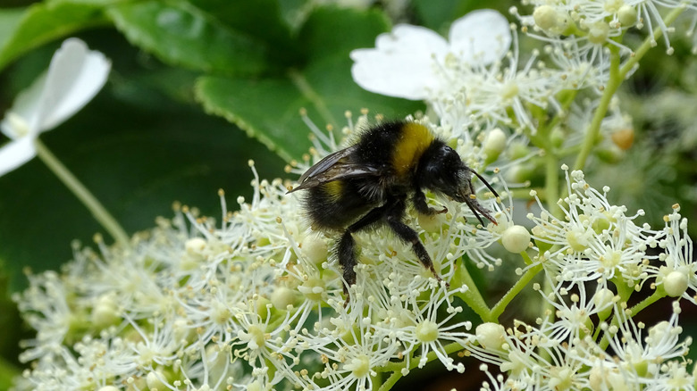 A bee forages on a lacecap hydrangea flower head