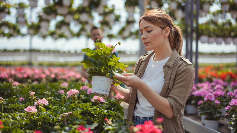 A woman looking at a pink flower's tag in a garden center