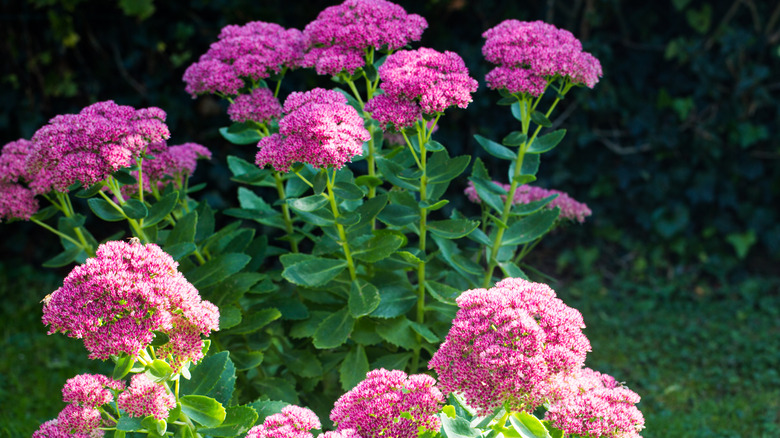 Pink sedum flowers in light shade